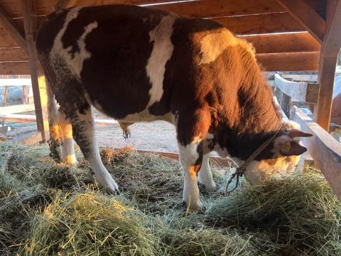 Eladó bikák, nagyon szép magyar tarkák