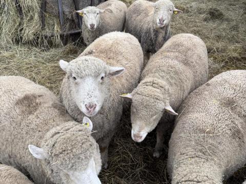 Merinó anyajuh és ürü eladó