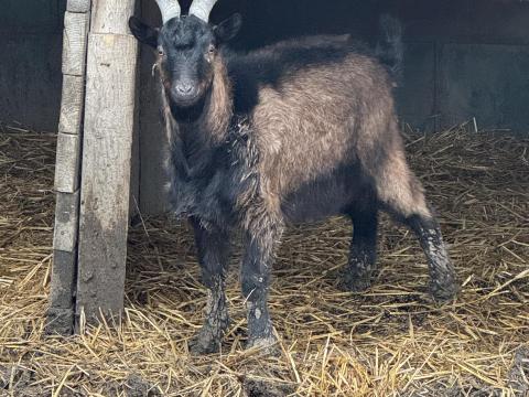Kecske: 3 vemhes jerke és 1 herélt eladó