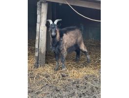 Kecske: 3 vemhes jerke és 1 herélt eladó