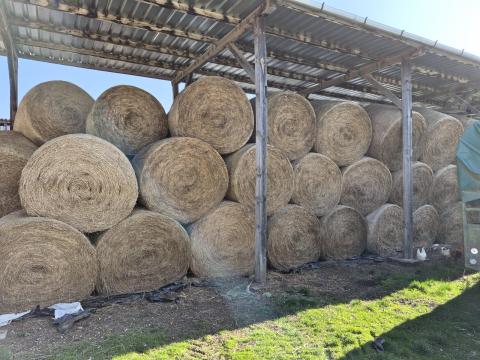 Lucerna széna eladó
