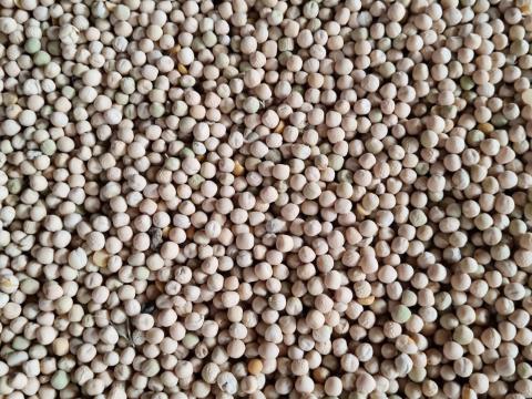 Takarmányborsó eladó