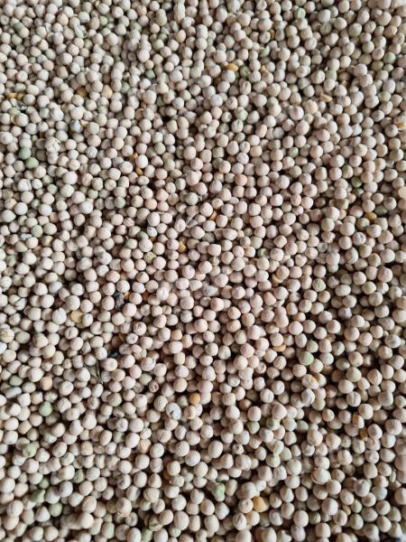 Takarmányborsó eladó