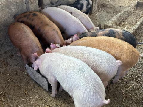 Eladó választási malacok