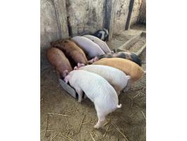 Eladó választási malacok