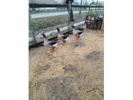 2 darab fiatal liba egyben eladó