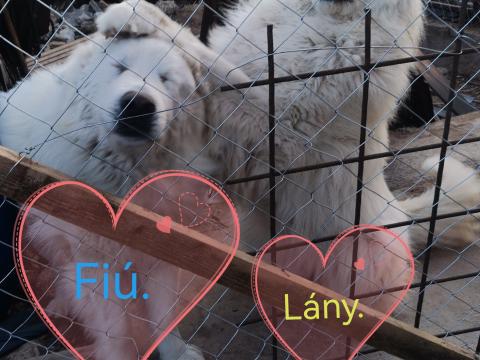 Pireneusi hegyi pásztor, törzskönyves kan eladó vagy cserélhető