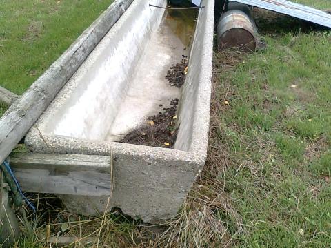 Szarvasmarha etető és itató vályu Szarvasmarha etető és itató vályu