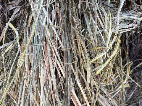 Széna eladó 125x125 méretben – minimum 30 db