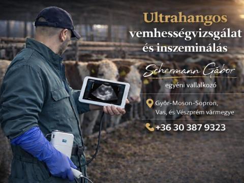 Szarvasmarha ultrahangos vizsgálat és mesterséges termékenyítés