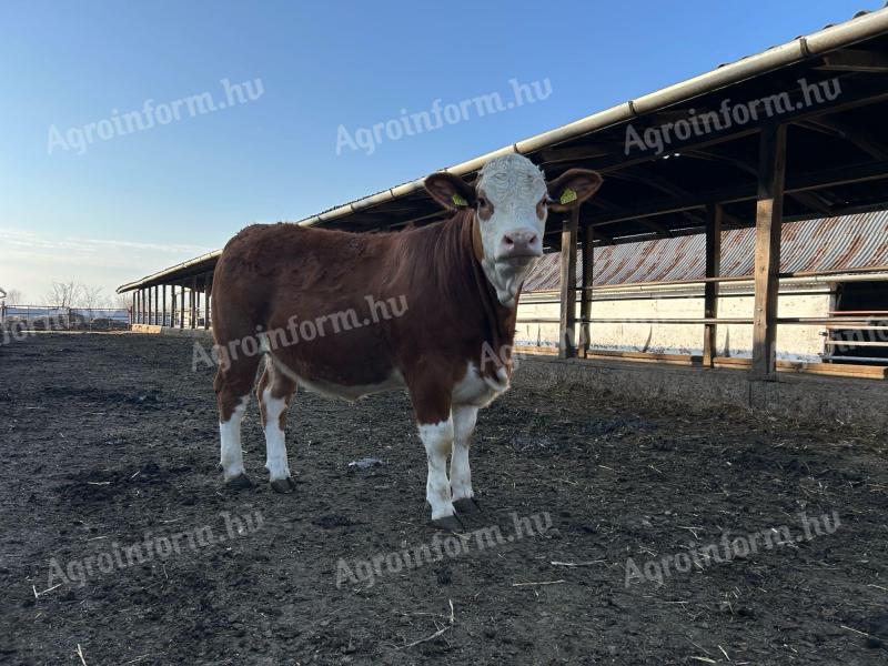 Őshonos tenyészetből Éves üszők!