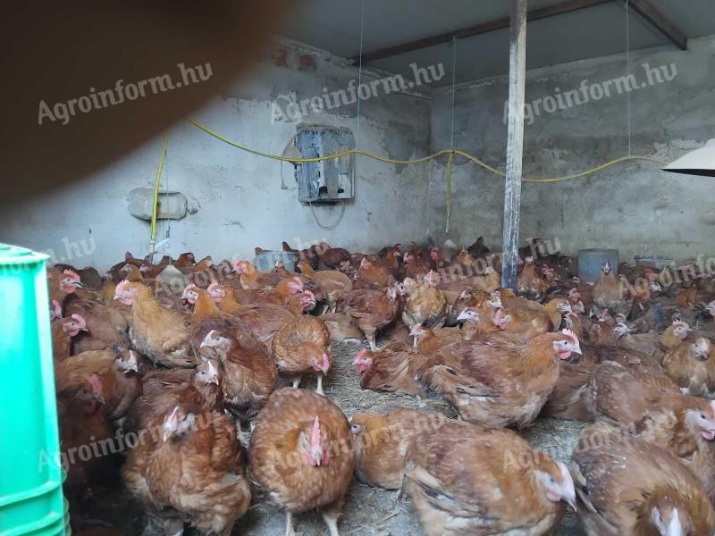 Eladó redbro piros csirke