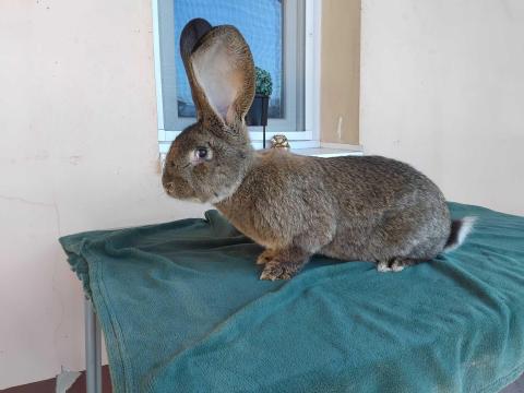 Eladó német óriás nyúl