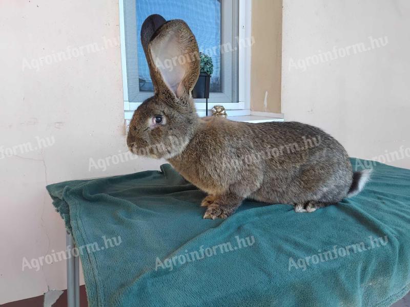 Eladó német óriás nyúl