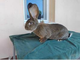 Eladó német óriás nyúl