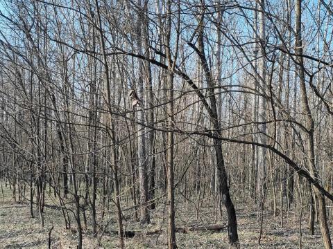 Eladó 16,6 ha erdő Nagykőrös és Törtel között