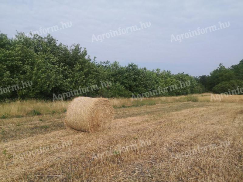 Mezőgyán, Nagygyanté – 3,05 ha jó állapotú erdő eladó