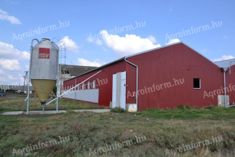 Szolnoki major, állattartó telep eladó