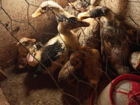 Előnevelt magyar búbos kacsa