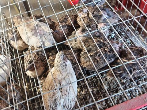 Kettős hasznosítású fürjek