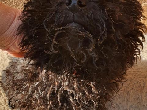 Puli jellegű kiskutya keresi gazdáját