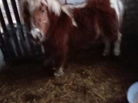 Mini póni kanca, 5 hónapos vemhes