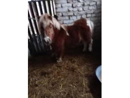 Mini póni kanca, 5 hónapos vemhes