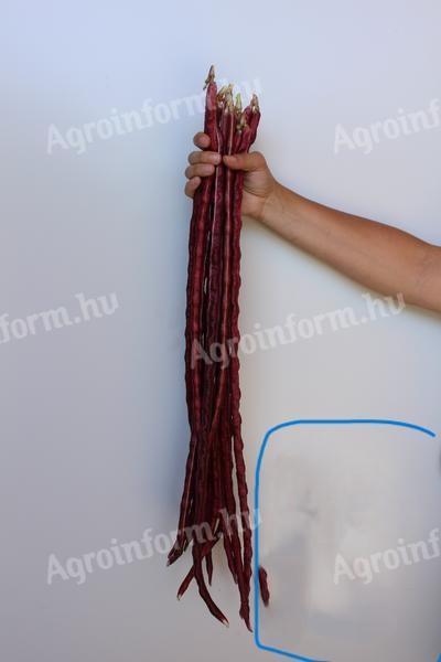 Piros méteres spagettibab – ritka különlegesség vetőmag