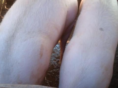 Magyar nagyfehér sertés eladó