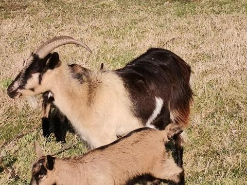 Eladó kecskék és gidák