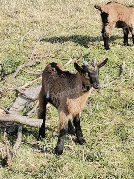 Eladó kecskék és gidák