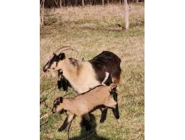 Eladó kecskék és gidák