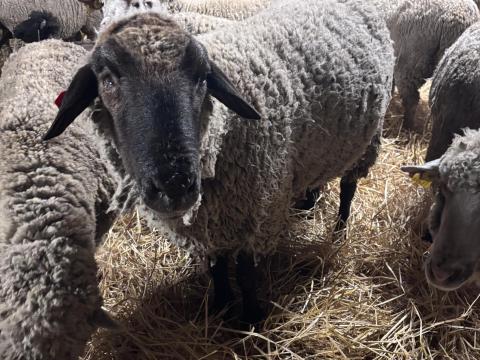 Törzskönyves cigája kos eladó