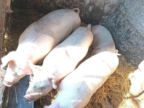 Azonnal eladó hizó sertések Arlón