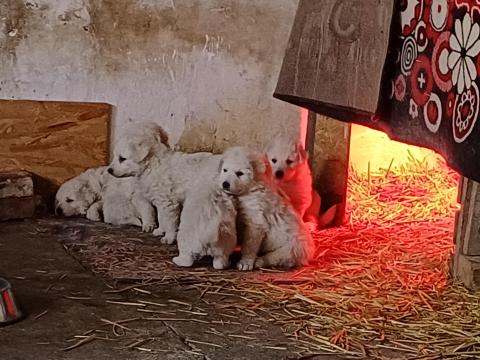Kuvasz kölykök gazdát keresnek