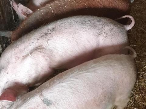 Eladó 5 db 35-40 kg-os süldő