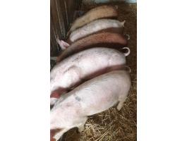 Eladó 5 db 35-40 kg-os süldő