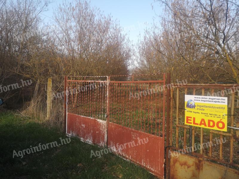 Törökzug, Külsőtörökzug – Eladó mogyoró ültetvény Gyulán