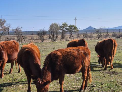 Angus húsmarha eladó