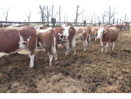 Magyartarka vemhes üszők eladók! 1,1 M Ft/db