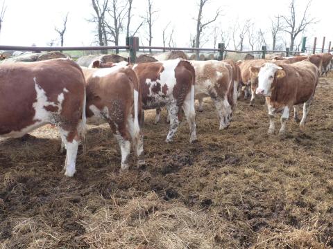 Magyartarka vemhes üszők eladók! 1 millió Ft/db Magyartarka vemhes üszők eladók! 1 millió Ft/db