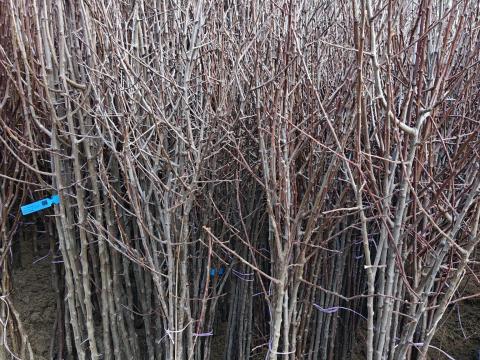 Ofertă pomi fructiferi de 2 ani – creștere puternică