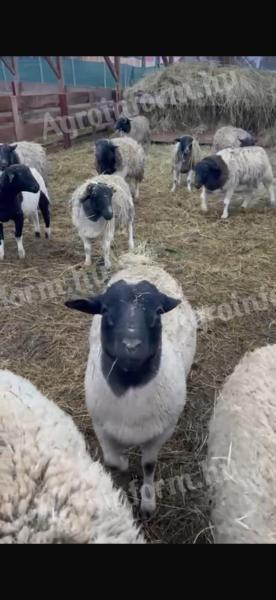 Dorper juhok eladó - hústermelés