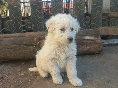 Kuvasz kölykök eladók