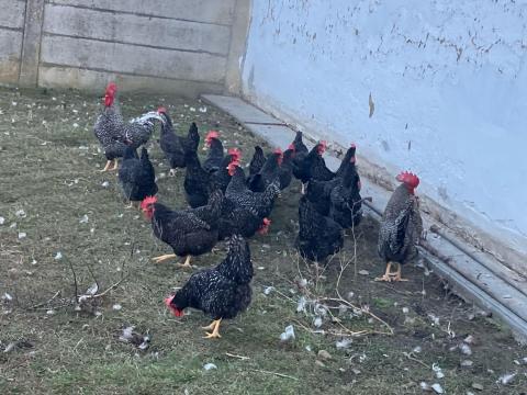 Elado öshonos kendermagos tyúk tojas .