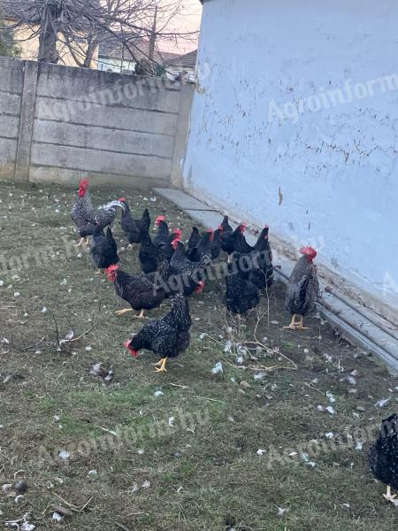 Elado öshonos kendermagos tyúk tojas .