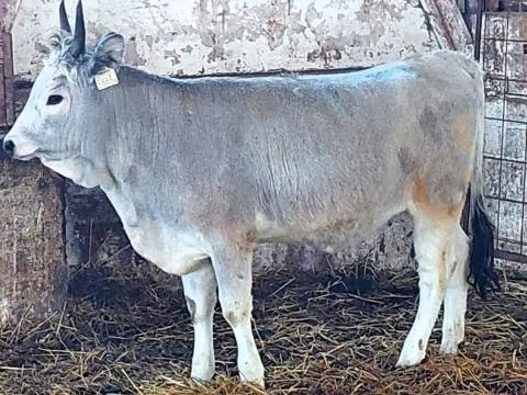 Magyar szürke üsző eladó