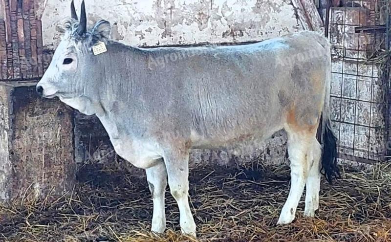 Magyar szürke üsző eladó