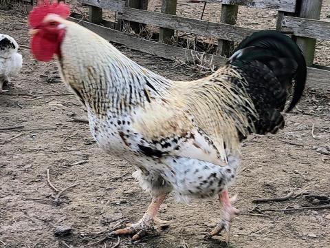 1 és 2 éves kakasok eladók