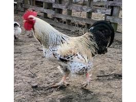 1 és 2 éves kakasok eladók